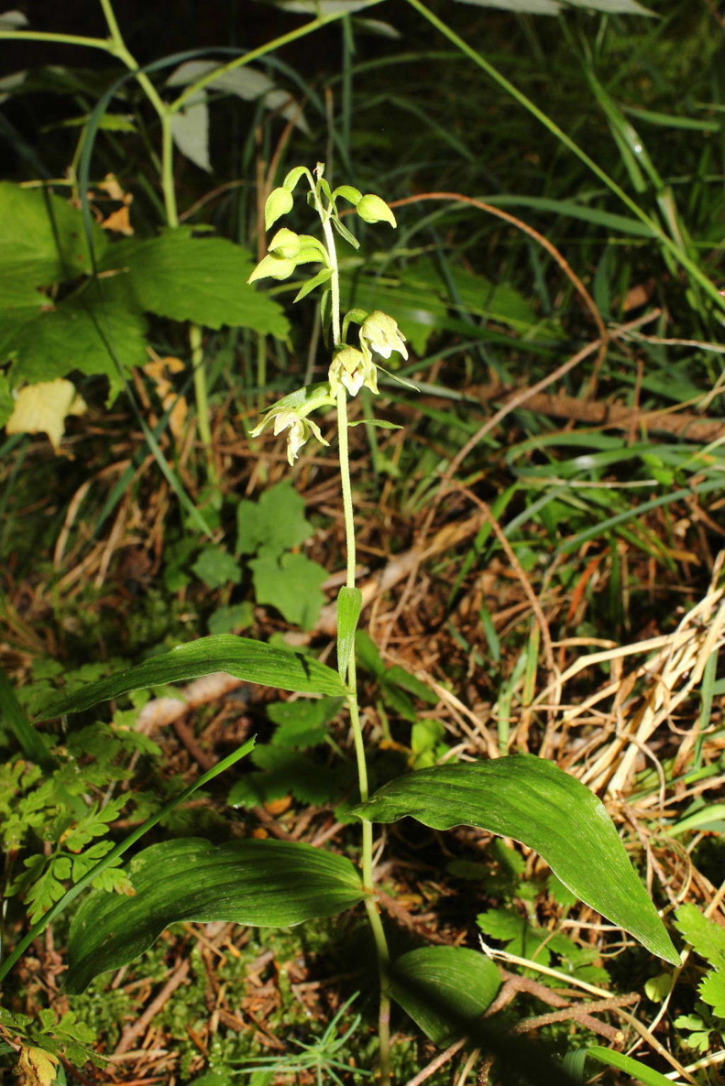 Epipactis muelleri ??